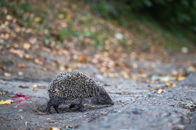 从技战术分 从技战术分